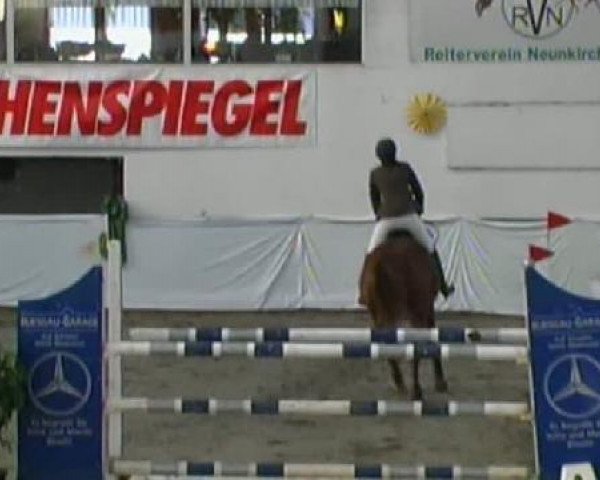 Springpferd Tacha (Zweibrücker, 2000, von Talexis van't Voorhof)
