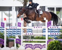 jumper Sonic Boom (Belgian Warmblood, 2012, from Wonderful Van ’t Beugelhof)