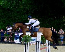 jumper Casalida (Luxembourg horse, 2016, from Casiro I)