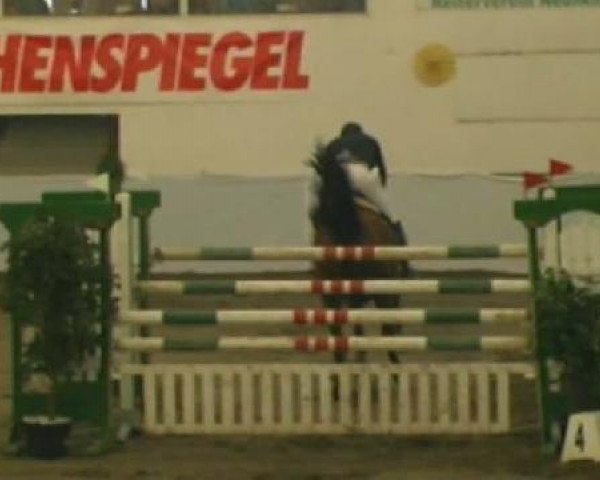 Springpferd Limoncello 6 (Westfale, 2000, von Lanciano)