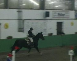 jumper Szibilla (Hungarian Warmblood, 2002, from Lancer II)