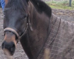 dressage horse Rubin de Geneve (Oldenburg, 2003, from Rohdiamant)