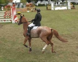 jumper Gismo 317 (Hanoverian, 1998, from Grand Cru)