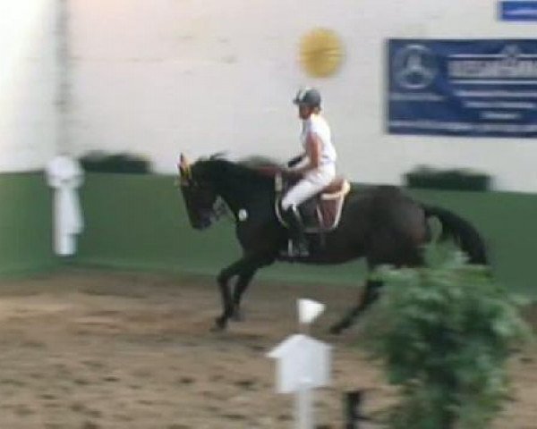 broodmare Ferrara 70 (Hanoverian, 1997, from First Flair R)