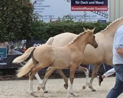 Pferd Nico Sunshine K (Deutsches Reitpony, 2022, von FS Next Diamond)
