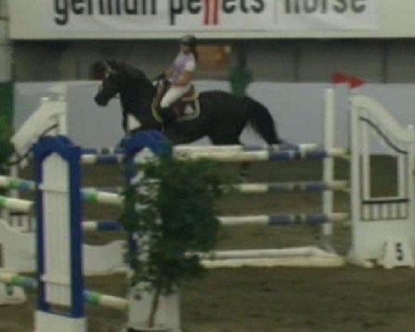 jumper Carlos 457 (Holsteiner, 2001, from Calido I)