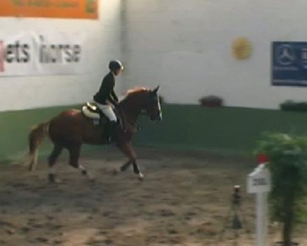 jumper For Yougsters (Zangersheide riding horse, 2005, from For Pleasure)