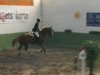 jumper For Yougsters Z (Zangersheide riding horse, 2005, from For Pleasure)