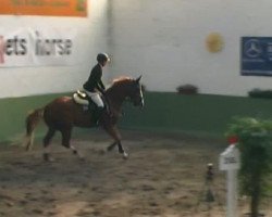 jumper For Yougsters Z (Zangersheide riding horse, 2005, from For Pleasure)