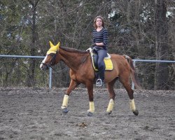 broodmare Wallaby Golden Classic (Hanoverian, 1992, from Watzmann)