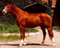 Deckhengst Kalibr (Russisch Trakehner, 1995, von Sir Chamberlain)