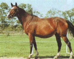 broodmare Renta (Russian Trakehner, 1991, from Topki)