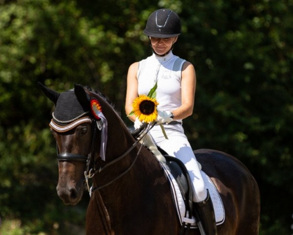dressage horse Lord Beauty 2 (German Sport Horse, 2010, from Lord Moritzburg)