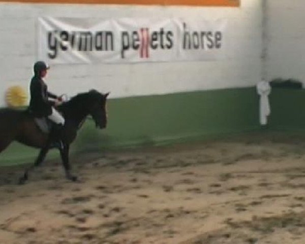 Springpferd Carlo Cestaro (Holsteiner, 2002, von Capo)