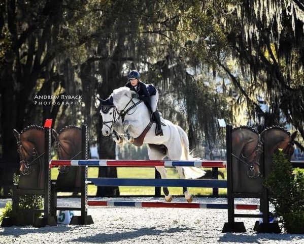 jumper Grammy Jo PJ (Hanoverian, 2012, from Grey Top)