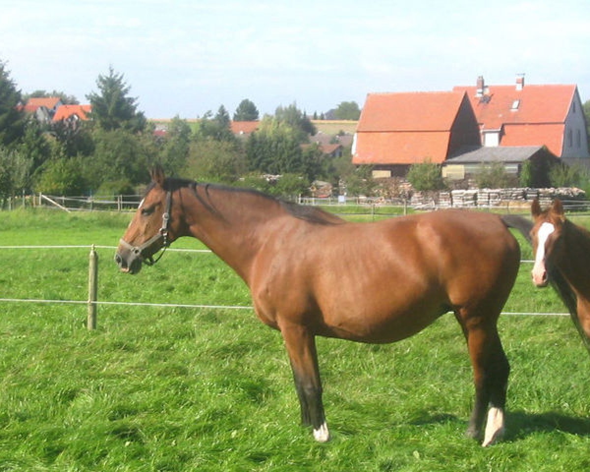 Zuchtstute Celda (Holsteiner, 1988, von Corleone)