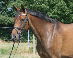 broodmare Crispy Jo PJ (Hanoverian, 2009, from Cassini II)