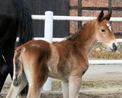 broodmare Columbia PJ (Hanoverian, 2013, from Check In 2)