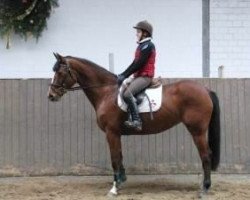 broodmare Tabitha (Holsteiner, 2003, from Rheinsberg)