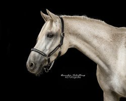 dressage horse Adriano 242 (German Riding Pony, 2008, from Antares N)