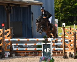 stallion Kandoo PJ (Hanoverian, 2016, from Kannan)