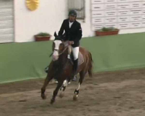 jumper Twister Z (Zangersheide riding horse, 2001, from Tornado)