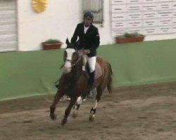 jumper Twister Z (Zangersheide riding horse, 2001, from Tornado)