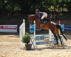 jumper Katjana 14 (Oldenburg show jumper, 2018, from Karajan)