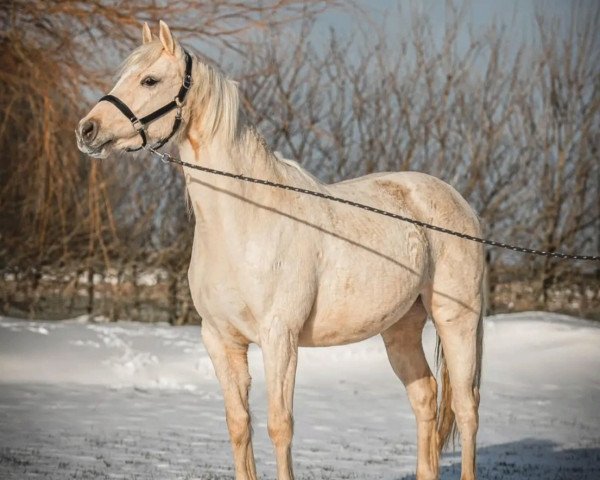 horse Chardonnay VDV (Nederlands Rijpaarden en Pony, 2018, from McJonnas)