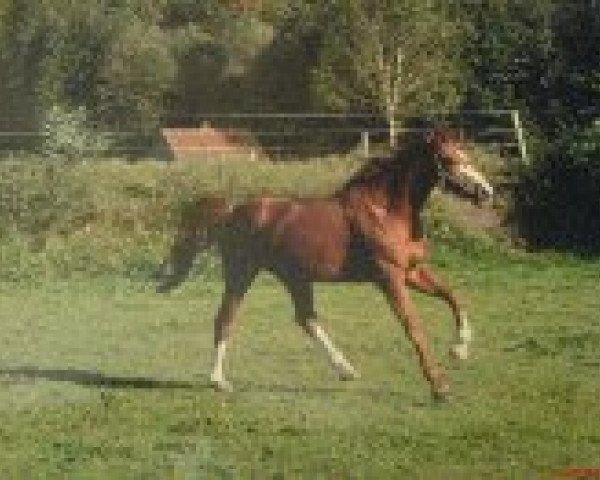 Pferd Rondo 396 (Hannoveraner, 2001, von Recaro)