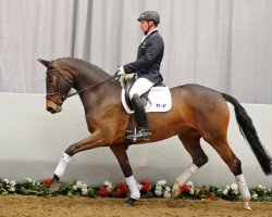 dressage horse Scarlett (Westphalian, 2008, from San Amour I)