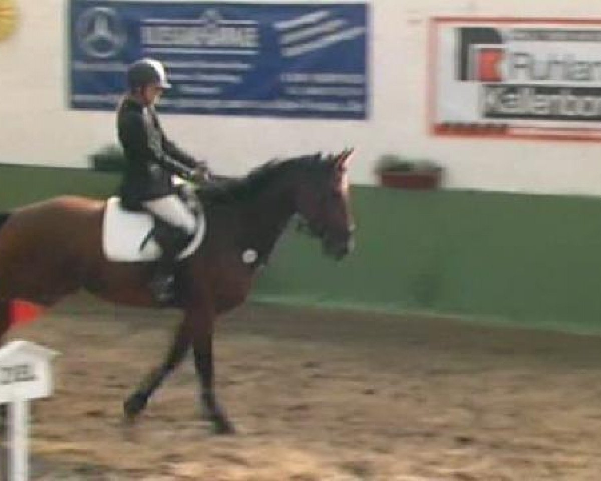 jumper Gatsby 158 (Hanoverian, 2006, from Graf Top)