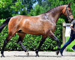 broodmare Sunny Jo PJ (Hanoverian, 2005, from Silvio I)