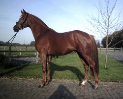 dressage horse Fürst Kitaro (Westphalian, 2002, from Fürst Piccolo)