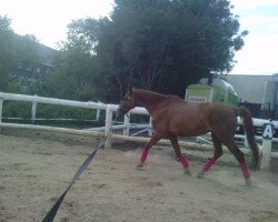 dressage horse Piano 51 (German Sport Horse, 1996, from Parademeister I)