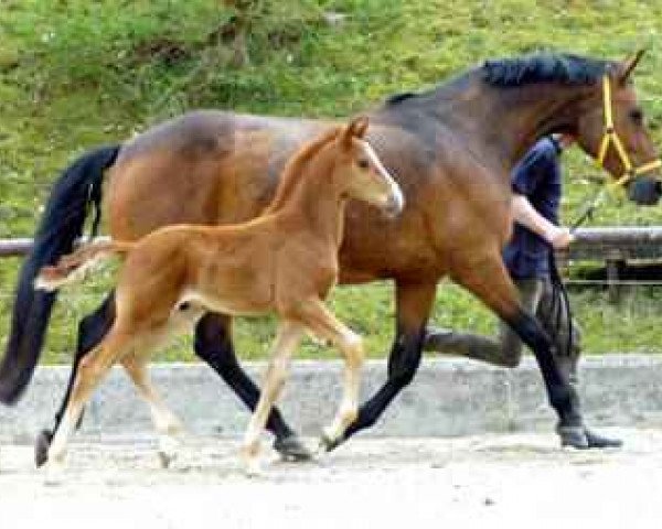 dressage horse Bayardo D (Hanoverian, 2010, from Belissimo NRW)