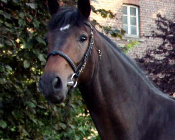 dressage horse San Diego (Westphalian, 2007, from San Schufro)