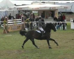 jumper Rosanto (Hanoverian, 2001, from Raphael)