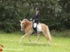 dressage horse Milano (Haflinger, 2003, from Mondego (3,125% ox))