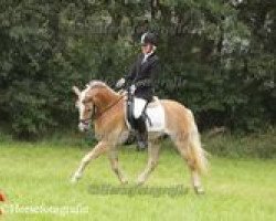 dressage horse Milano (Haflinger, 2003, from Mondego (3,125% ox))