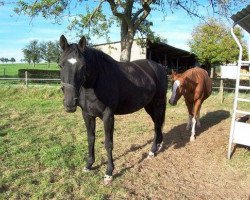 broodmare Anastasia F (Oldenburg, 2001, from Athlet Z)