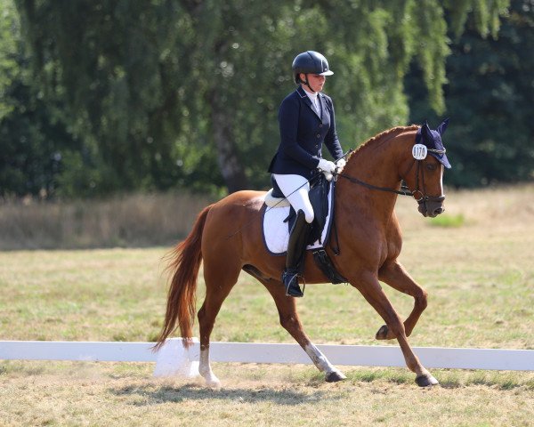 dressage horse Just Piet (German Riding Pony, 2010, from Popcorn WE)