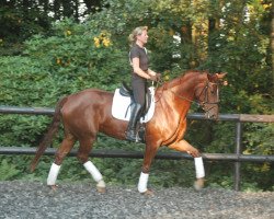 broodmare Euphoria B (Westphalian, 2008, from Ehrenstolz)