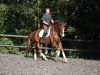 dressage horse Rosenstolz B 3 (Westphalian, 2006, from Riccio)