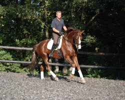 dressage horse Rosenstolz B 3 (Westphalian, 2006, from Riccio)