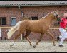 Dressurpferd Butterfly ZV (Deutsches Reitpony, 2019, von FS No Doudt)