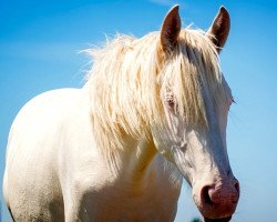 Pferd Mc Illy Barones (KWPN (Niederländisches Warmblut), 2013, von McJonnas)