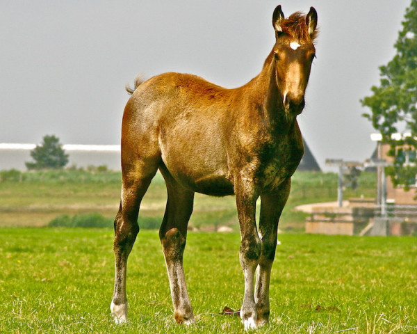 horse Mc Jilly Barones (Nederlands Rijpaarden en Pony, 2014, from McJonnas)