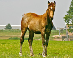 Pferd Mc Jilly Barones (Nederlands Rijpaarden en Pony, 2014, von McJonnas)