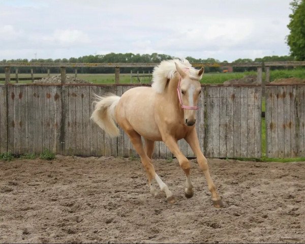 horse Rolls Royce (Nederlands Rijpaarden en Pony,  , from Krem)